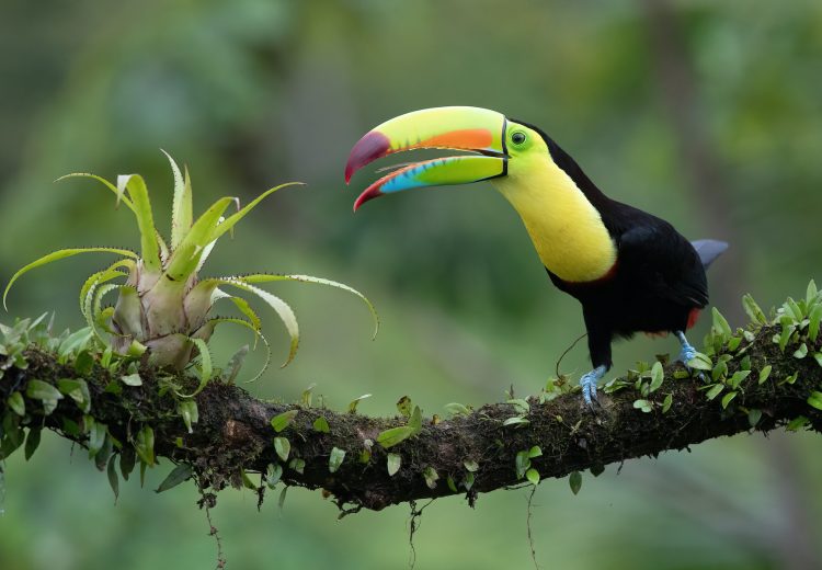 the tongue of a Keel-billed Toucan