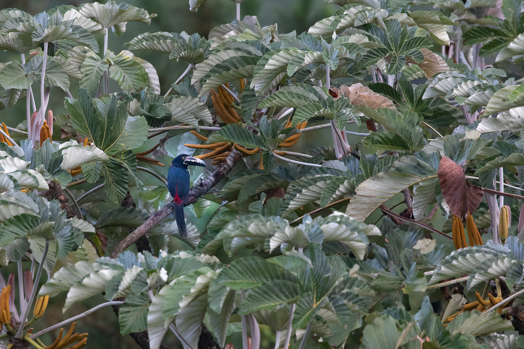 Collared Aracari in a stand of gigantic cecropia on our Costa Rica wildlife photography tour