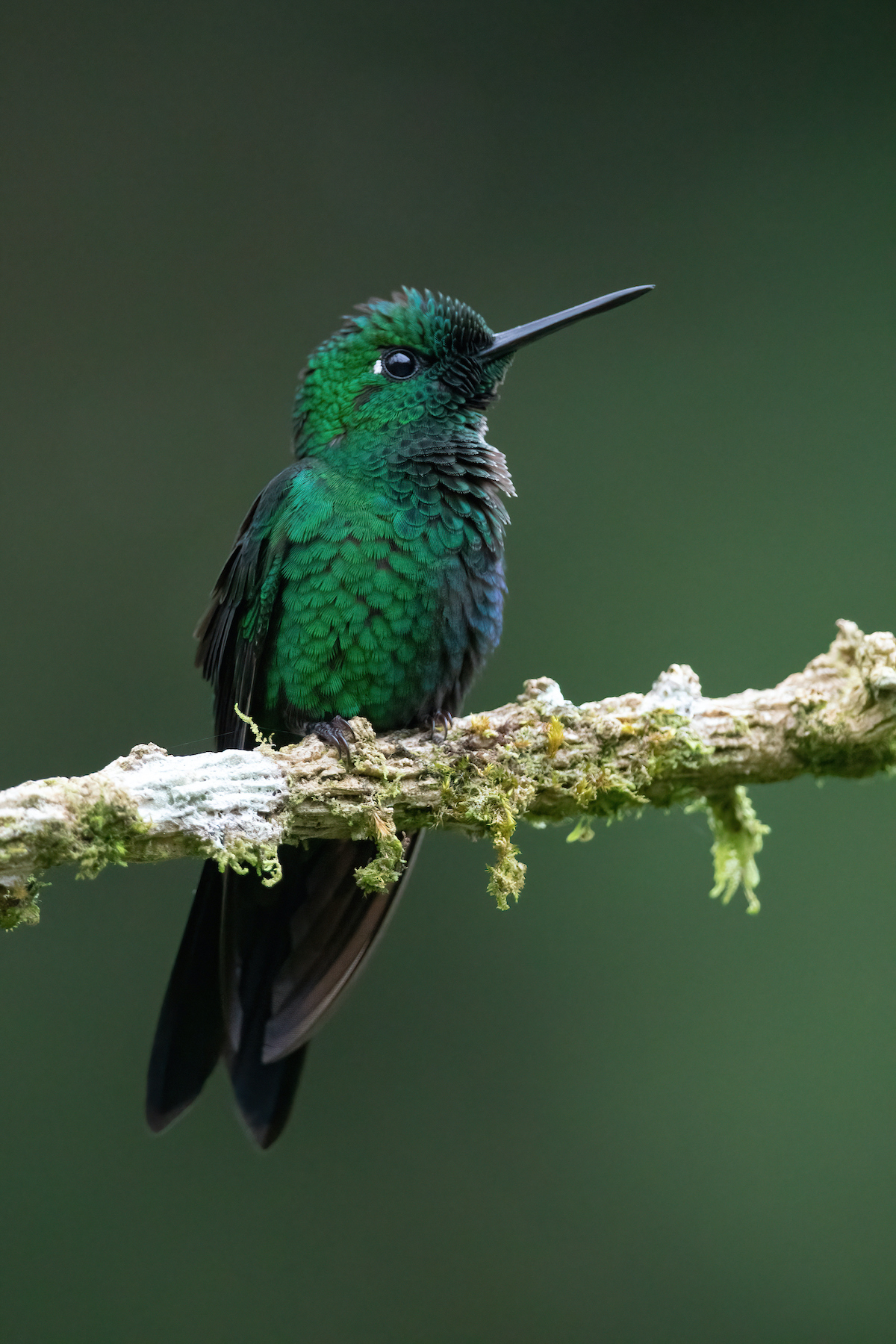 Close up of a Green Crowned Brilliant