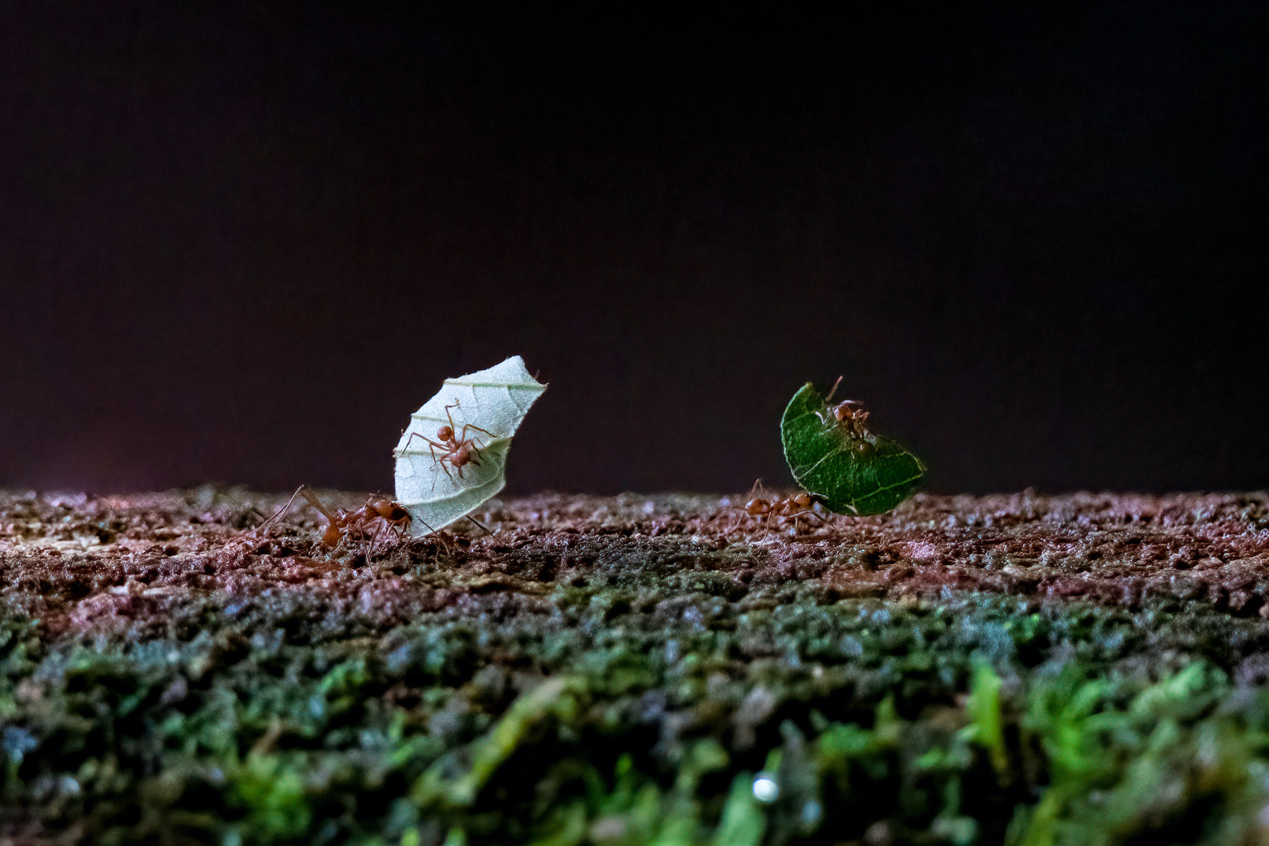 On our Costa Rica wildlife photography tour we may see lines of Leafcutter Ants on the forest floor