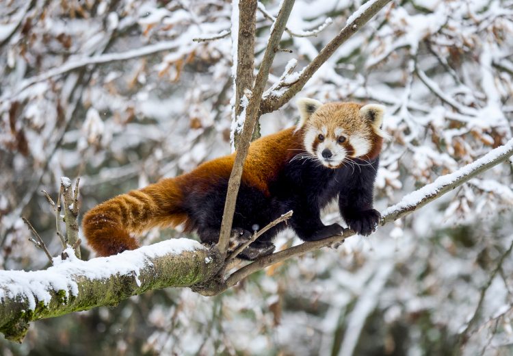 Red Panda in India (image by Photo Vik)