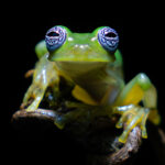 Ghost Glass Frog - one of the rarest, most difficult to find and photograph frogs in all of Costa Rica (image by Inger Vandyke)