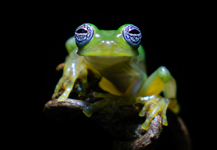 Ghost Glass Frog - one of the rarest, most difficult to find and photograph frogs in all of Costa Rica (image by Inger Vandyke)