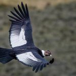 A male Andean Condor, showing the yellow/brown eye, distinctive white collar and comb that distinguish them from the female (image by Virginia Wilde)