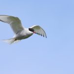 Angry Birds! Arctic Terns breed all over Iceland (image by Mike Watson)
