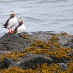 After generations of hunting them for food, Atlantic Puffins appear to be returning to Flatey (image by Mike Watson)