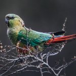 The emerald green Austral Parakeet is the world’s most southerly parrot species.