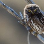 Growing up to a maximum of 21cm, the Austral Pygmy Owl is nevertheless a fearsome hunter – often taking down birds almost twice its own size (image by Virginia Wilde)