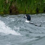 A drake Barrow’s Goldeneye battles its way through the rapids and clouds of chironomid flies near Lake Myvatn (image by Mike Watson)