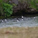 By June drake Barrow’s Goldeneyes have mostly deserted their partners and form bachelor groups downstream from the breeding areas (image by Mike Watson)