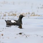 Black Guillemots are a common sight along Iceland’s rocky west coast (image by Mike Watson)