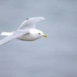 A Black-legged Kittiwake floats by us on Flatey Island, where they breed (image by Mike Watson)