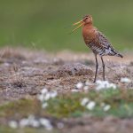 This Black-tailed Godwit must have chicks nearby – so we did not linger long! (image by Mike Watson)