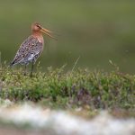 Black-tailed Godwit is a very fine and happily common breeding bird in Iceland (image by Mike Watson)