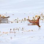 Both Red-necked (left) and Red Phalaropes forgaing in the floating kelp at high tide on Flatey Island (image by Mike Watson)