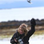 Chantal is escorted from the vicinity of an Arctic Tern colony on Flatey by one of the angry birds (image by Mike Watson)
