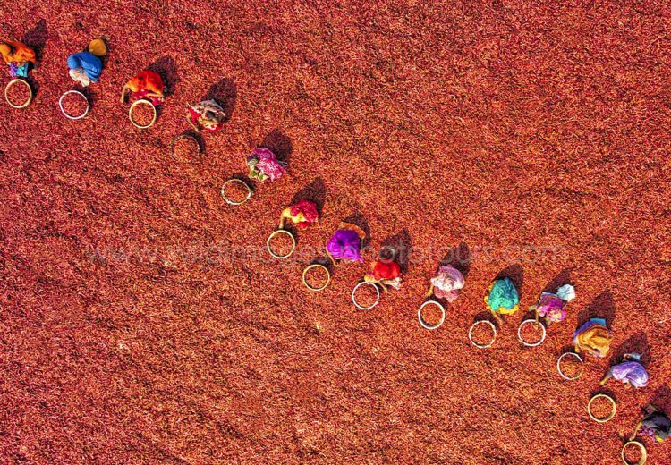 Beautiful Bengali women sorting through red chillis at the height of the harvest (image by Ahmed Sikder)