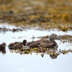 Mother eider and her ducklings on Flatey Island (image by Mike Watson)