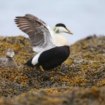 This female did not have any ducklings in tow, her drake still with her on Flatey Island (image by Mike Watson)