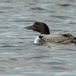 Common Loon (or Great Northern Diver) is essentially a North American breeding bird but has an outpost in Iceland. Can you spot 2 days old junior riding on her back? (image by Mike Watson)