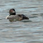 The beady blood-red eye of a Common Loon (image by Mike Watson)