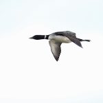 This male Common Loon was on its way out to sea to feed from its breeding lake in northeast Iceland. Look how his bill is slightly differently shaped to the female earlier (image by Mike Watson)