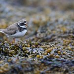 Common Ringed Plover in the kelp on Flatey Island (image by Mike Watson)