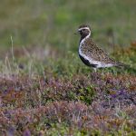 European Golden Plover, a jewel of the Icelandic tundra (image by Mike Watson)