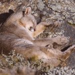 Having found the perfect puma-sized plateau, this puma flops down for a well-earned sleep (image by Virginia Wilde)