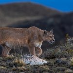 Out in ‘blue hour’ that time photographers love, this female puma appeared over the ridge (image by Virginia Wilde)