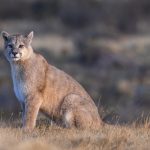 Portrait of a beautiful 12-month-old Puma cub (image by Virginia Wilde)