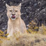 It’s possibly disconcerting when a powerful predator looks directly at you, licking their lips (image by Virginia Wilde)