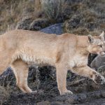 Female puma showing the size of one of her paws. Pumas have large paws relative to their bodies – needed for leaping and gripping their prey (image by Virginia Wilde)