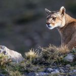 Eyes staring intently at a herd of guanacos in front of a ridge in the distance, this female puma weighs up so many options before deciding to start a hunt. (image by Virginia Wilde)