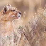 Pumas are so well camouflaged that they are sometimes difficult to spot (image by Virginia Wilde)