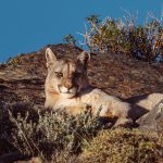 Here’s looking at you! Female pumas can be very pretty cats (image by Virginia Wilde)