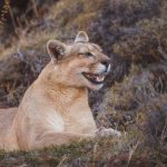This puma looks as if she is almost amused, lying in lowland shrub in the reserve by the Torres del Paine National Park (image by Virginia Wilde)