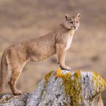 Looking majestic from atop of a large boulder, this female puma surveys the pampas below her and looks straight at us (image by Virginia Wilde)