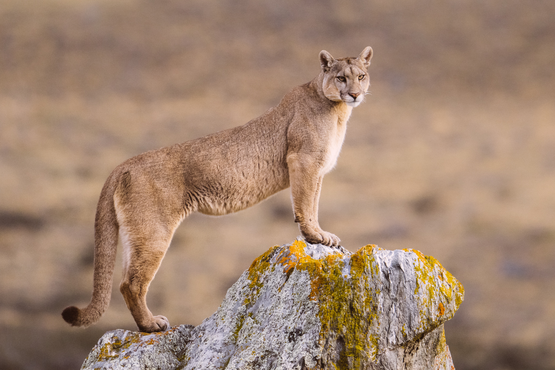 Looking majestic from atop of a large boulder, this female puma surveys the pampas below her and looks straight at us (image by Virginia Wilde)
