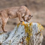 Another ‘Pride Rock’ shot, made famous by lovers of ‘The Lion King’. This female puma appears to bow (image by Virginia Wilde)