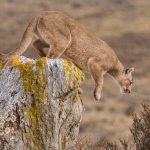 After sitting atop a large boulder for ten minutes, surveying her realm, this female puma jumps down into the calafate (image by Virginia Wilde)