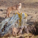 It’s the ‘Pride Rock’ shot, made famous by lovers of ‘The Lion King’. This female puma surveys her Kingdom from atop of a lichen covered rock, as her two ten-month-old cubs play below (image by Virginia Wilde)