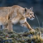 Only one out of every five puma hunts is successful – which can be very tiring for the puma. With most hunts taking place at night, this female pads along in the pampas (image by Virginia Wilde)
