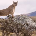 Using a small rock to give her some elevation, this female puma scans the horizon for signs of guanaco herd prey (image by Virginia Wilde)
