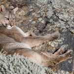 Basking in the Spring sunshine (loving the warmth like all cats) (image by Virginia Wilde)