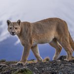 Strolling along a low ridge, just feet away from us, this young female puma looked straight at me before continuing down into a valley (image by Virginia Wilde)