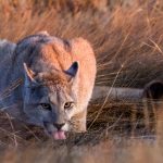In soft warm orange morning light, this female puma cub drinks from a puddle in the grass, just feet away from her mother and brother (image by Virginia Wilde)