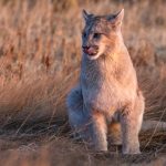 The pinkest of puma tongues! This female cub removes the water droplets from her nose with her tongue, having enjoyed a long morning drink from a puddle (image by Virginia Wilde)