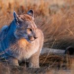 A year-old-female puma cub in pampas grass, in the reserve that borders the Torres del Paine National Park (image by Virginia Wilde)