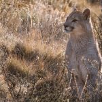 A female cub sits in the yellow grass, enjoying the warm sunshine from a bright Spring morning (image by Virginia Wilde)